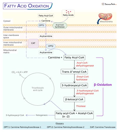 define beta oxidation|Beta oxidation .